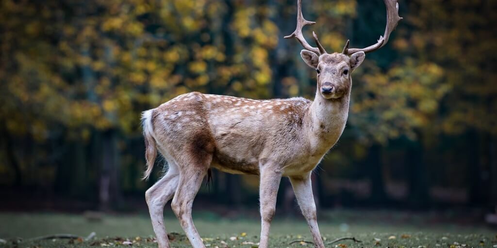 Les 6 Meilleures Caméras de Chasse (et surveillance nature)