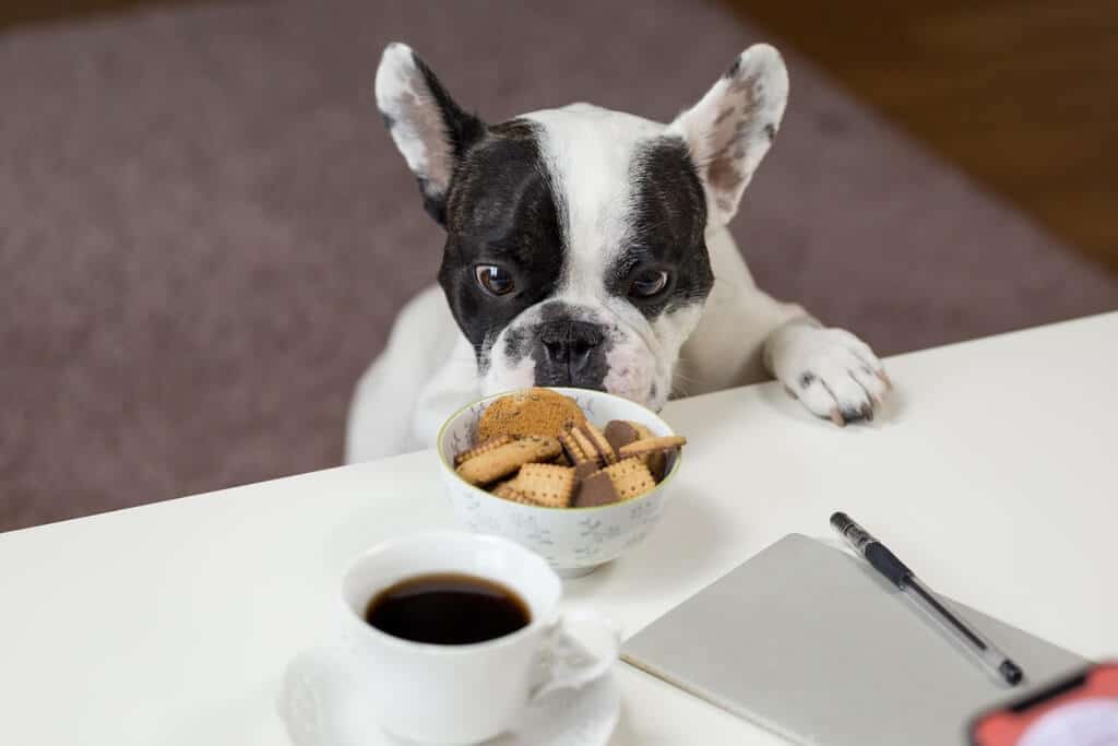 Meilleures Cafetières Dosettes